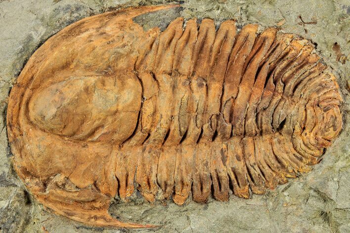 Middle Cambrian Hamatolenus Trilobite - Tinjdad, Morocco #233474